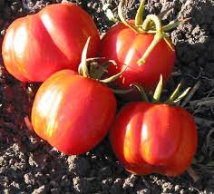 Striped Cavern Tomato Solanum lycopersicum seeds for planting